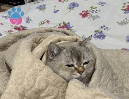 British Shorthair 3Yaşında Kedime Eş Arıyorum