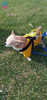 Chiko 6 yaşiñda erkek