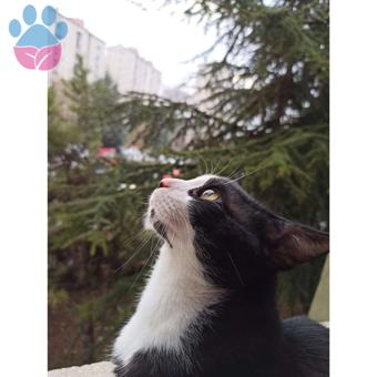 11 Aylık Oğluma Dişi Tekir Arıyorum