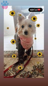 Kızıma Eş Arıyorum