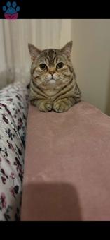 British Shorthair Oğlumuza Gelin Arıyoruz