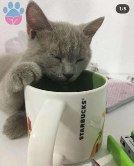 British Shorthair Uysal Kedime Eş Arıyorum