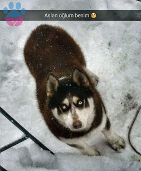 Husky Oğluma Eş Arıyorum 5 Yaşında