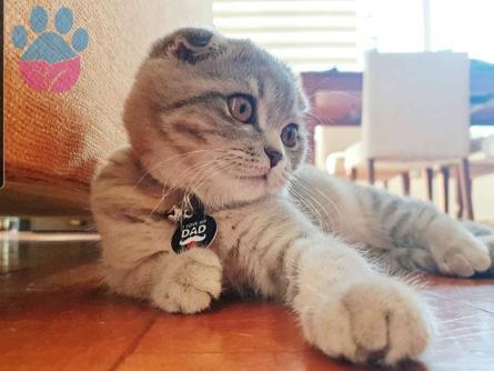 Scottish Fold Erkek 10/11 Aylık Eş Arıyoruz