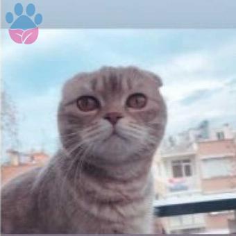 Scottish Fold Cinsi Kızımız İçin Eş Arıyoruz