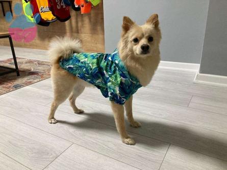 Spitz Cinsi Yakışıklı Oğluma Eş Arıyorum