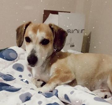 Köpegime Eş Arıyorum