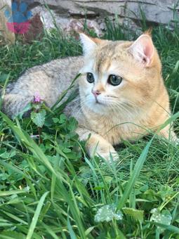 British Shorthair Cinsi Dişi Bir Hanımefendi Arıyoruz :)