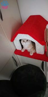 British Shorthair Oğlumuza Eş Arıyoruz