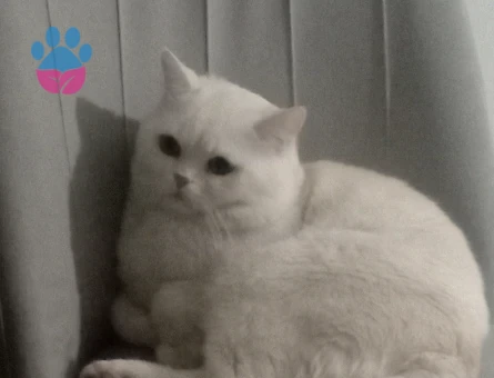 Briths shothair Oğlumuz Pamuk Eş Arıyor