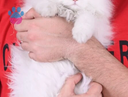 Chinchilla Erkek Kedim Kızgınlıkta