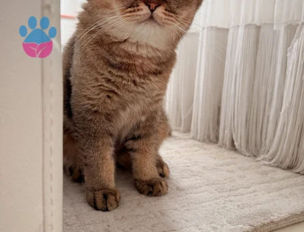 British Shorthair Bronz Oğlumuza Uygun Eş Arıyoruz