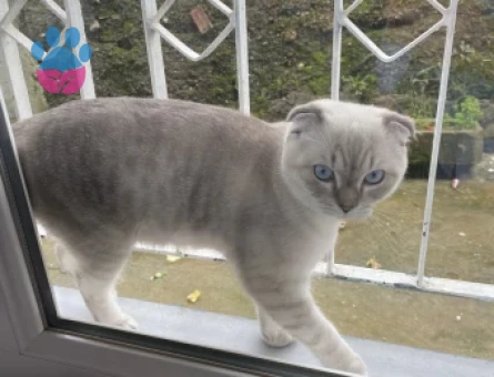 Scottish Fold Blue Point Oğlumuza Eş Arıyoruz