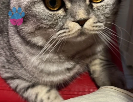 Dalaman bölgesinde Bal gözlü oğlumuza bir kız bakıyoruz