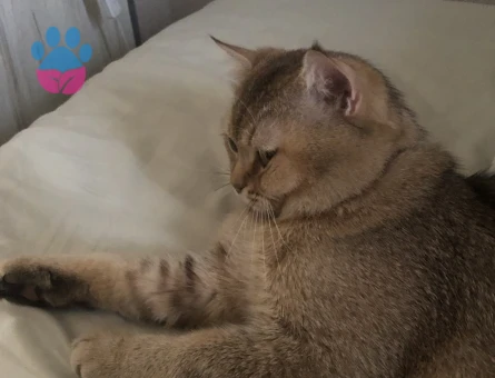 British Shorthair Cedric Eş Arıyor Kızgınlıkta