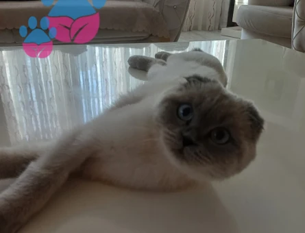 Kızıma eş arıyorum