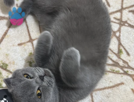 Scottish Dişi Kedimize Eş Arıyoruz