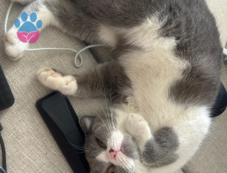 British Shorthair 1 Yaşında Eş Arıyor