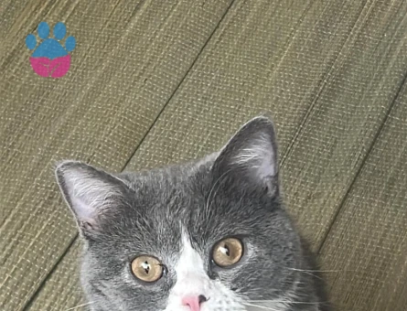 British Shorthair 1 Yaşında Eş Arıyor