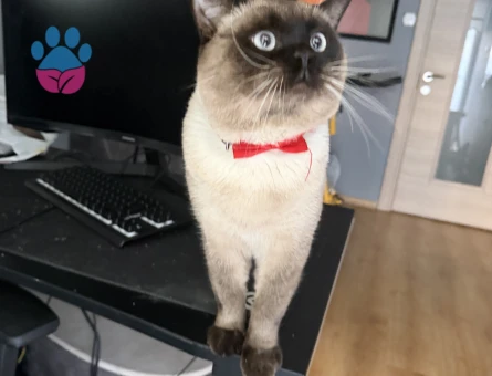 British Shorthair 1 yaşında Eş Arıyor