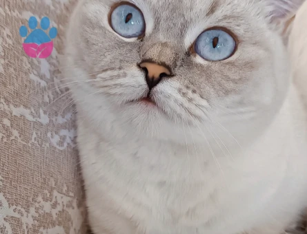 British shorthair silver point kızıma eş arıyorum