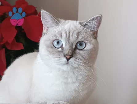 British shorthair silver point kızıma eş arıyorum