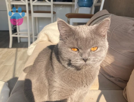 Oglumuz prense disi es ariyoruz