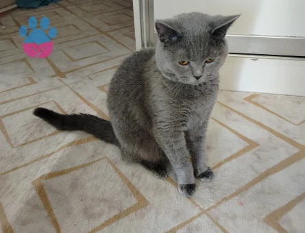 British Shorthair 1 Yaşında Kedim Eş Arıyor