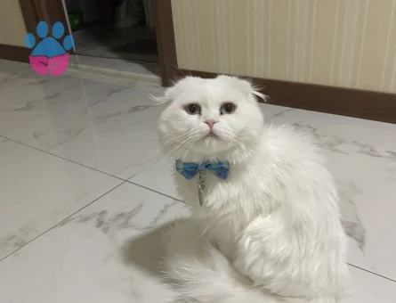Scottish fold long hair