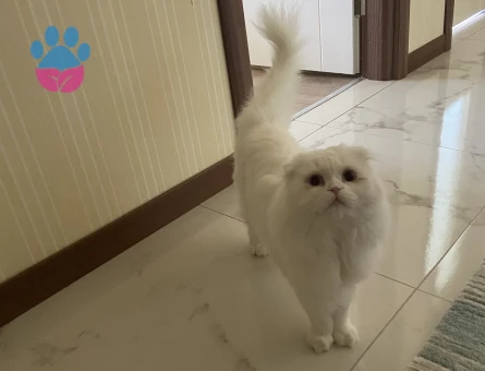 Scottish fold long hair
