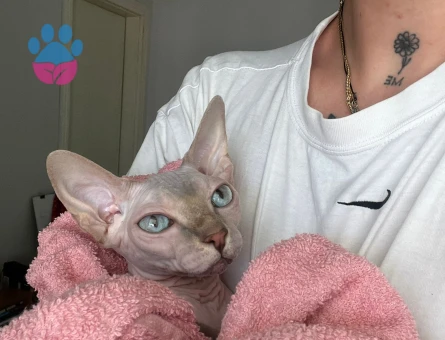 SFENKS KIZIMA EŞ ARIYORUM