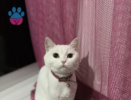 British dişi kedime eş arıyorum.