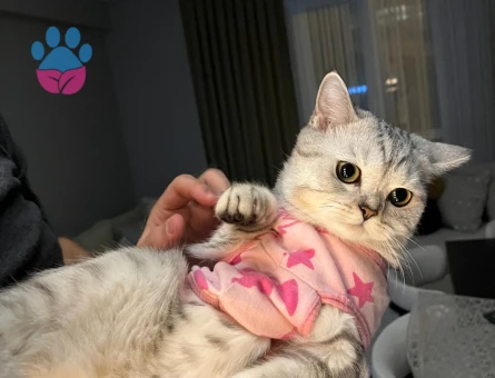 Scottish Straight kedim