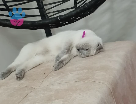 British Shorthair Lina kızım Eş Arıyor