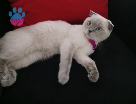 British Shorthair Lina kızım Eş Arıyor