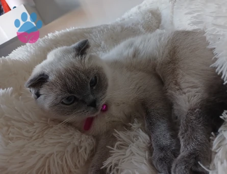 British Shorthair Lina kızım Eş Arıyor