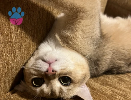 British Shorthair Golden oğluma eş arıyorum