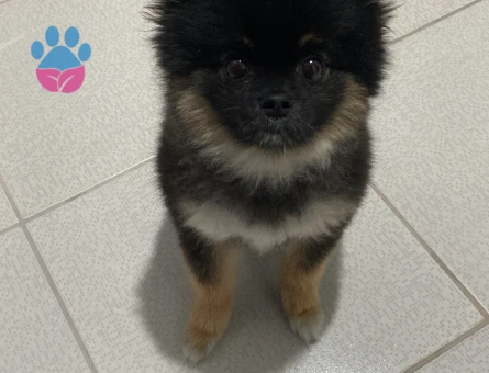 Pomeranian