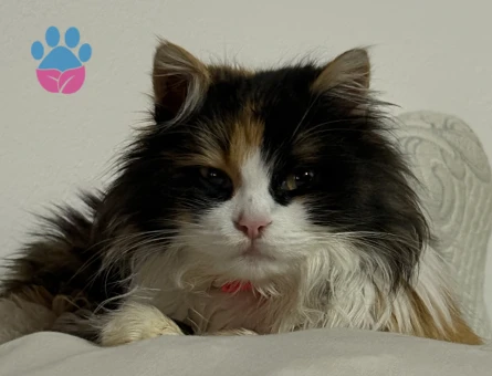 Kızgınlıkta olan yavrumuza eş arıyoruz