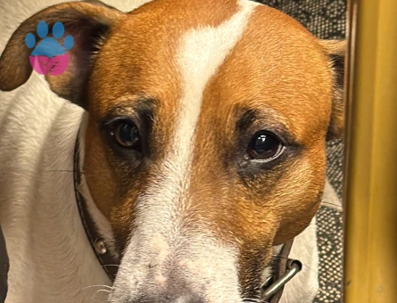 Jack Russel Coco Eş Arıyor