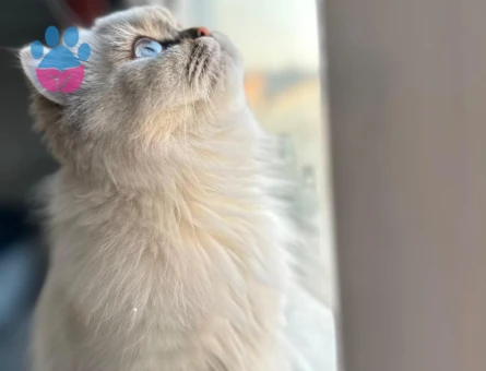 1 Yaşında British long hair blue point safkan dişi