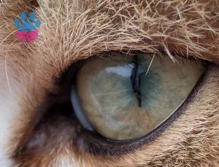 British Shorthair 10 Aylık Aşıları Tam Eş Arıyor