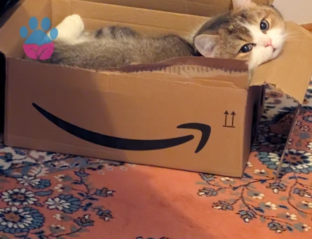 British Shorthair 10 Aylık Aşıları Tam Eş Arıyor