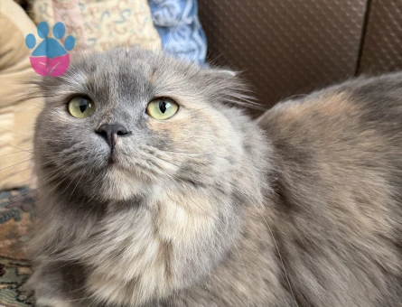 British Shorthair 2 Yaşında Kedim Eş Arıyor