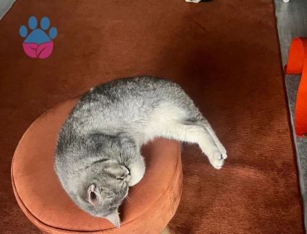 Dişi kedime eş arıyorum