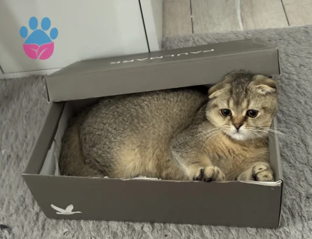 Scottish Fold (Golden) kedimize Gelin adayı arıyoruz