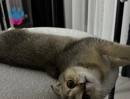 Scottish Fold (Golden) kedimize Gelin adayı arıyoruz