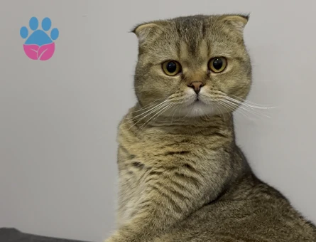 Scottish Fold (Golden) kedimize Gelin adayı arıyoruz