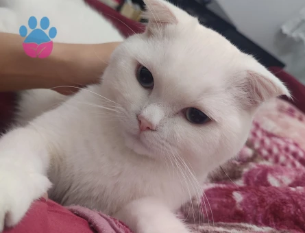 Scottish Fold Erkek Kedime Eş Arıyorum