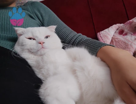Scottish Fold Erkek Kedime Eş Arıyorum